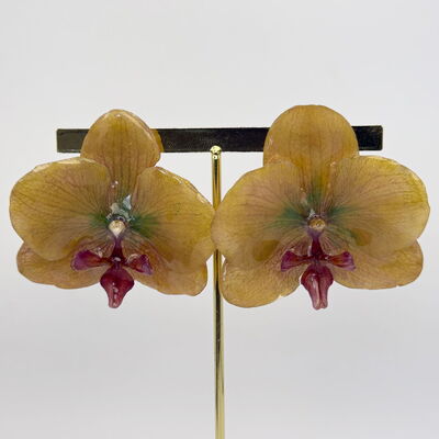 Orquídeas 