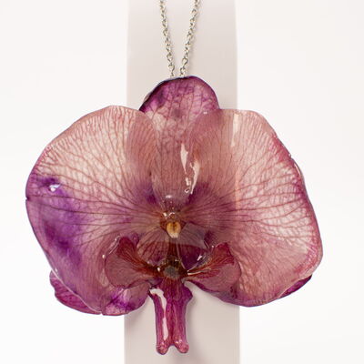 Orquídeas 
